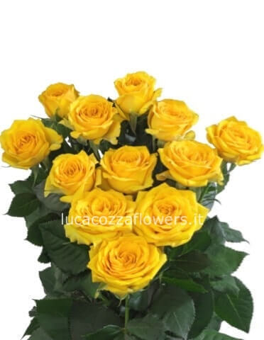 Rose gialle a stelo lungo e fiore grande in mazzo
